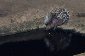 Mkulumadzi Lodge: Stachelschwein