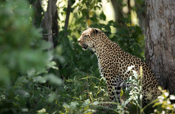 Mogotlho Safari Lodge Mogotlho Safari Lodge: Leopard