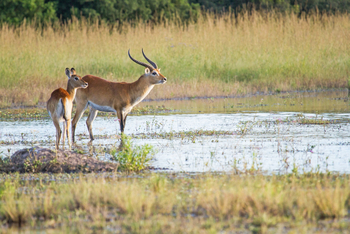 Moremi Game Reserve: Red Lechwes