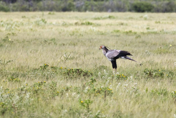 Mushara Game Drive: Sekretär