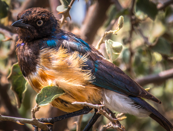 Namiri Plains Camp: Superb Starling - Jungvogel