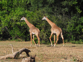 National Park: Thornicroft-Giraffen