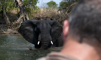 Ntemwa Busanga Bushcamp Ntemwa Busanga Bushcamp: Elefant beim Bad