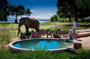 Nyamatusi Camp Nyamatusi Camp: Plunge Pool Elefant