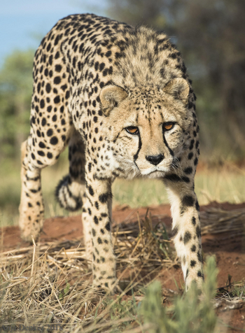 Okonjima Plains Camp: Gepard