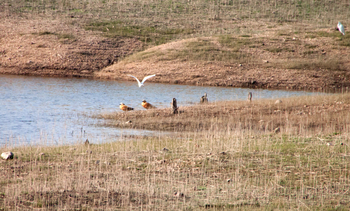 Pench Jungle Camp: Enten und Reiher