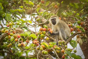 Primate Lodge: Vervet Monkey