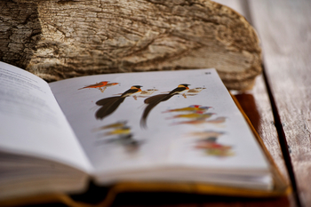 Rekero Camp: Vogelbestimmungsbuch