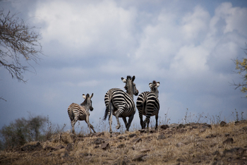 Sand Rivers Nyerere: Fliehende Zebras