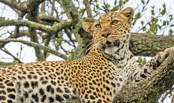 Saruni Eagle View Saruni Eagle View: Leopard im Baum