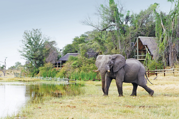 Savute Safari Lodge: Elefantenbulle