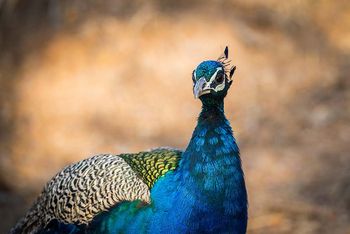 Sawai Vilas: Pfauenhahn