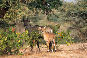 Sujan Jawai: Nilgai mit Kitz