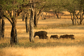 Sujan Sher Bagh: Wildschweinrotte