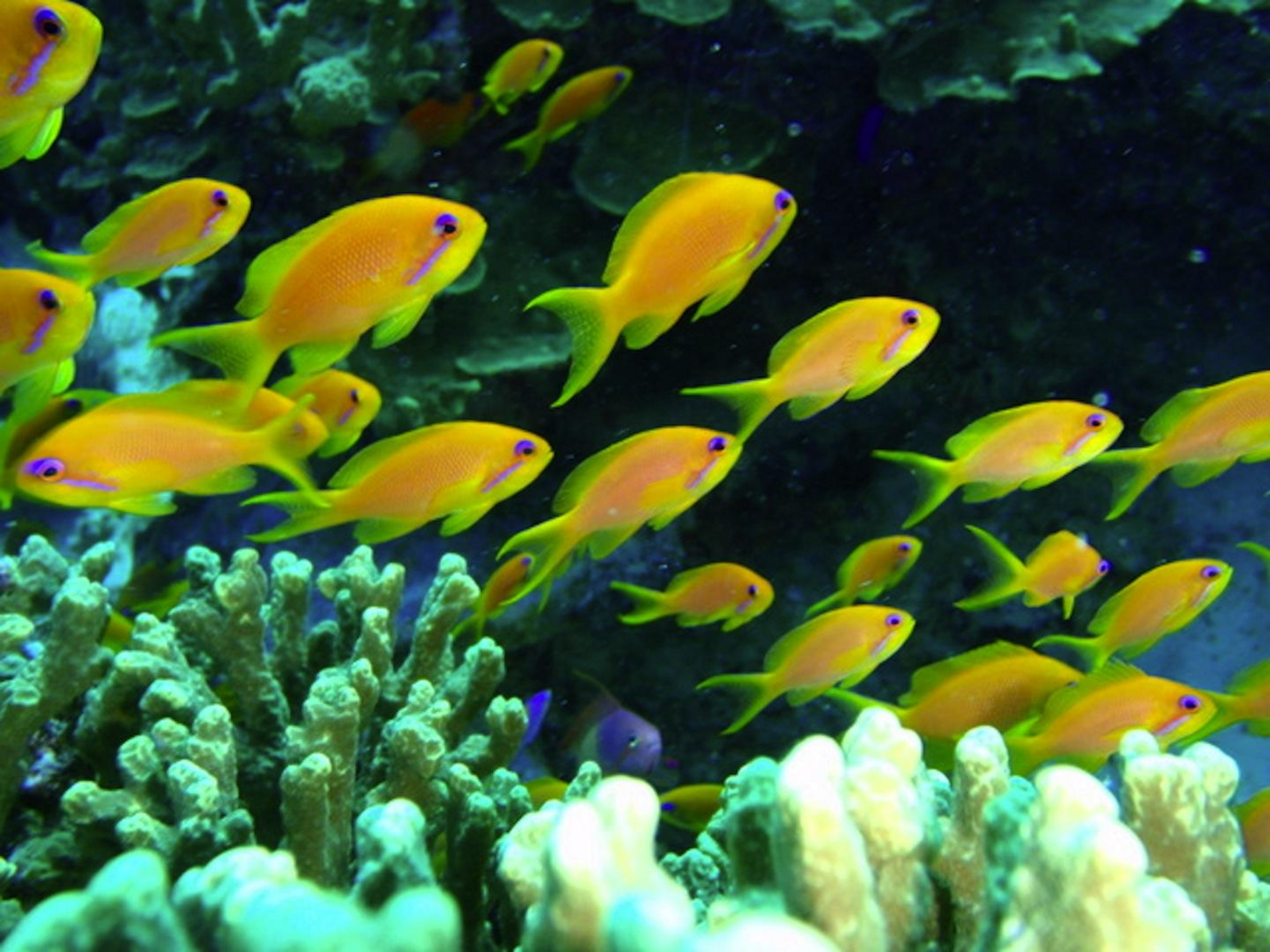 Fundu Lagoon Fundu Lagoon: Tauchen