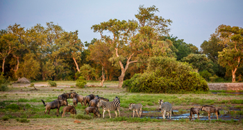 Tanda Tula Safari Camp: Gnus und Zebras