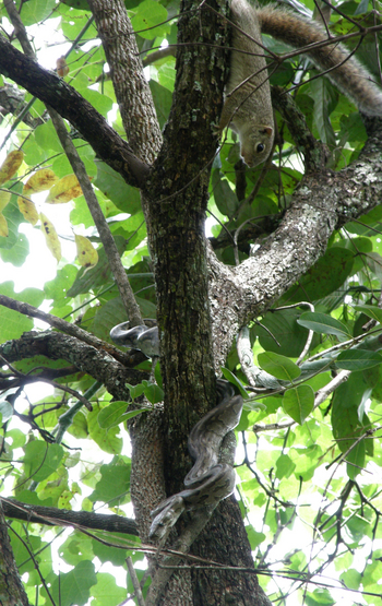 Wasa Lodge: Felsenpython und Baumhörnchen