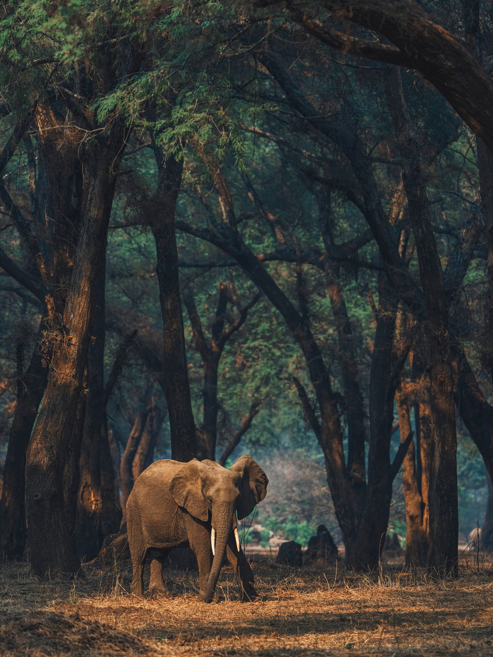 Anabezi Luxury Tented Camp Anabezi Luxury Tented Camp: Elefant im Cathedral Forest