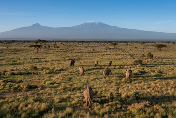 Angama Amboseli: Graslandschaft und Kilimanjaro
