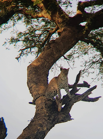 Anyadwe House: Leopard