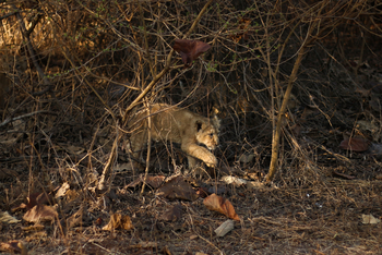 Aramness Aramness: Löwenbaby