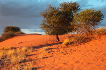 Bagatelle Kalahari Game Ranch: Dünenkamm