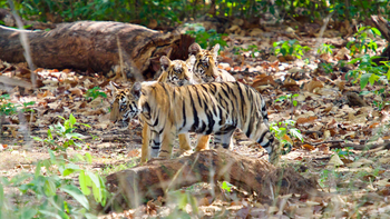 Bagh Villas: Junge Tiger