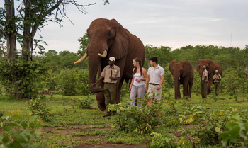 Batonka Guest Lodge: Walking with Elephants