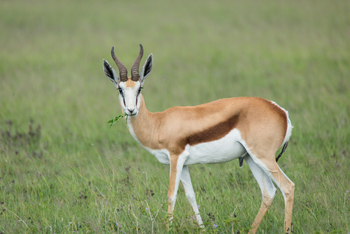 Boteti River Camp: Sprinbock