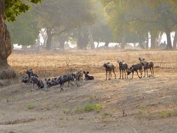Camp Mana: Wildhunde