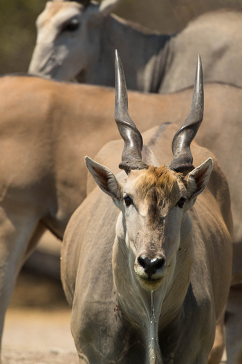 Dinaka Lodge: Elenantiliopen