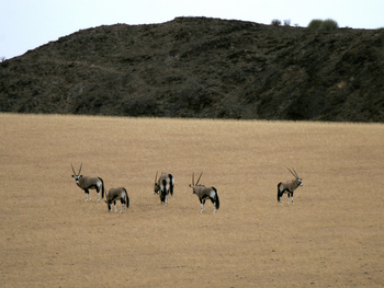Doro Nawas Doro Nawas: Oryx im Grasland