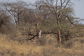 Elephant Bedroom Camp: Gerenuks