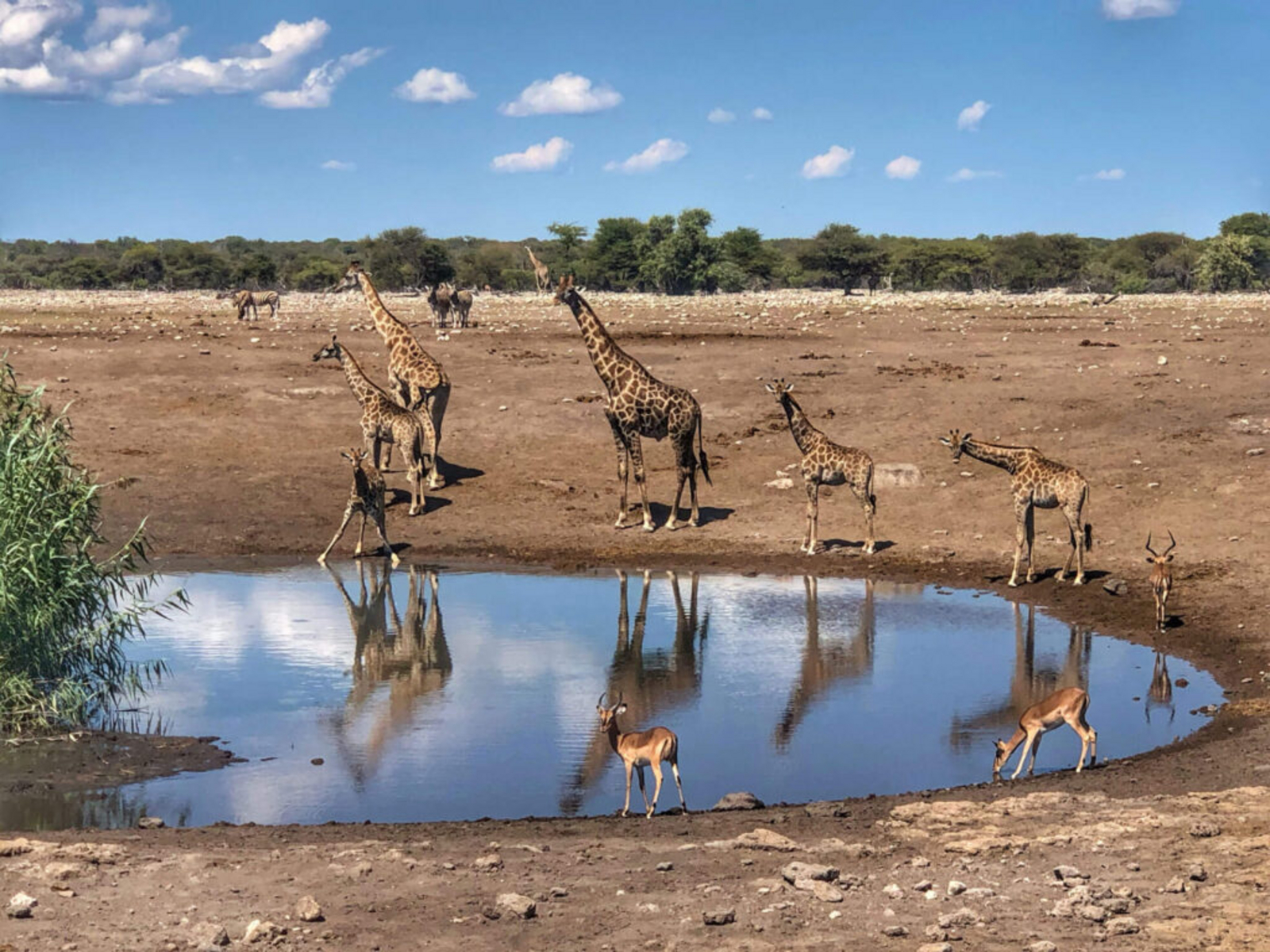 Emanya Etosha Game Lodge Emanya Etosha Game Lodge: Giraffen am Wasserloch