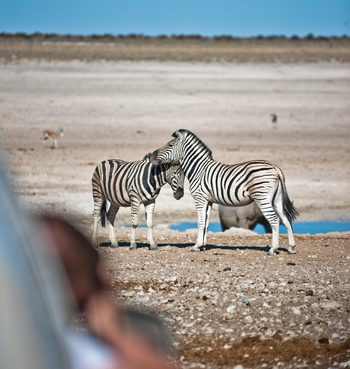 Etosha Safari Camp: Zebras
