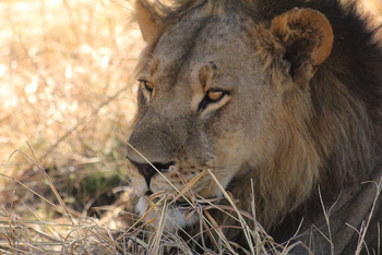 Ghoha Hills Savuti Lodge Ghoha Hills Savuti Lodge: Löwin