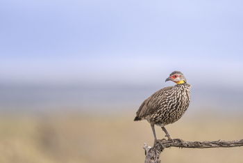 Governors' Mugie: Yellow-necked Spurfowl