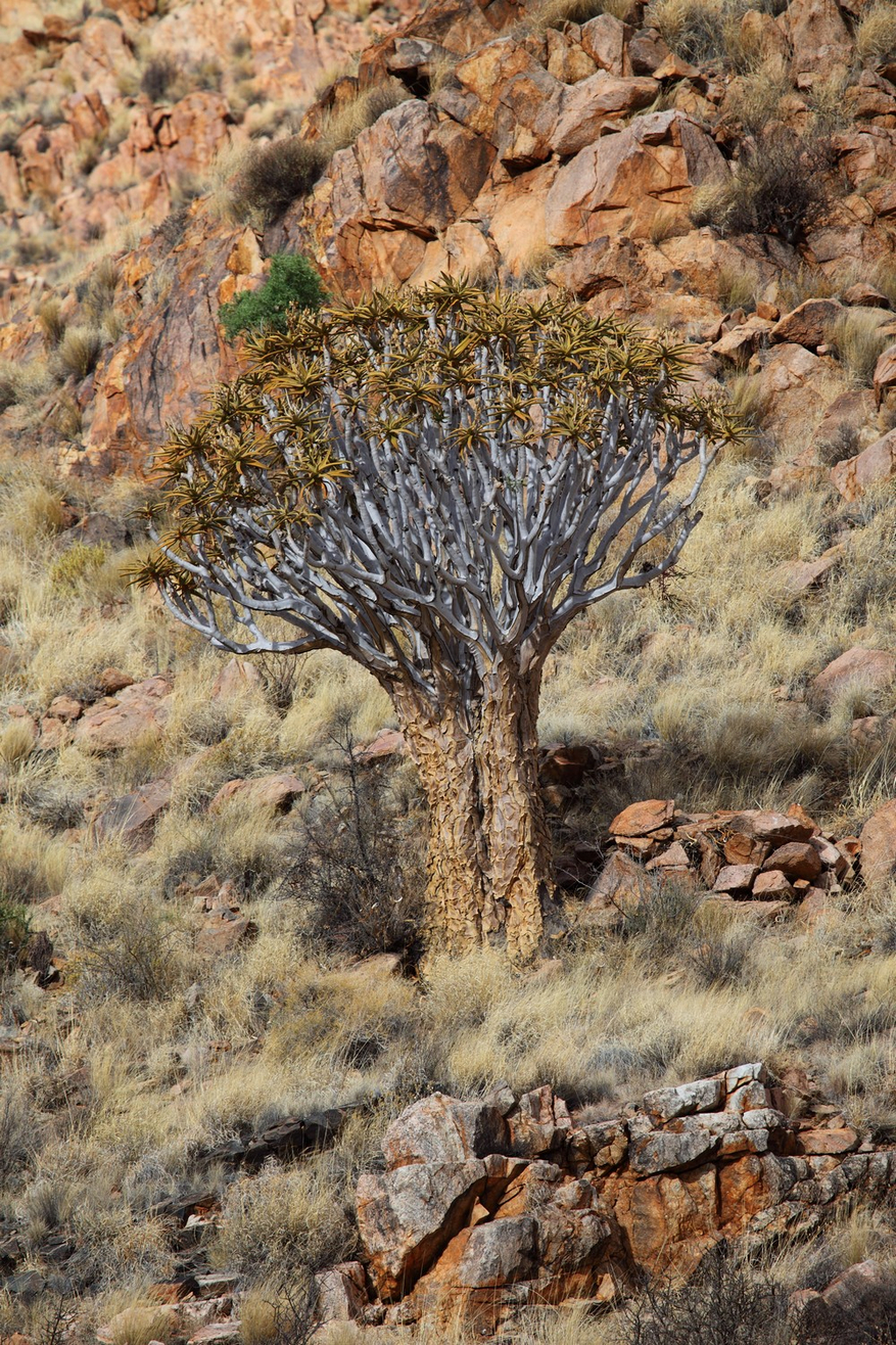 Hoodia Desert Lodge