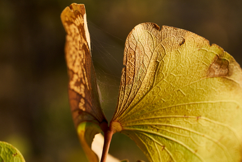 Huab Lodge: Mopane-Blatt
