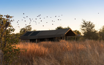 Hwange Bush Camp: Vögel über dem Zelt