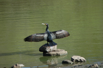 Kanha Jungle Lodge: Kromoran