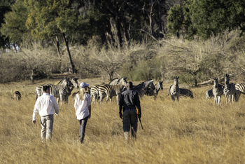 King's Pool Camp King's Pool Camp: Walking Safari