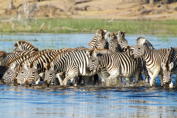 Leroo La Tau Lodge: Zebras im knietifen Wasser
