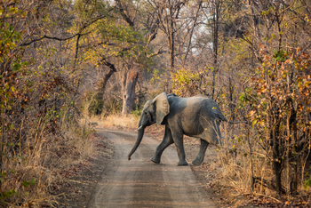 Luambe Camp: Elefant auf der Piste