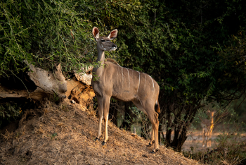 Mana River Camp Mana River Camp: Kudu