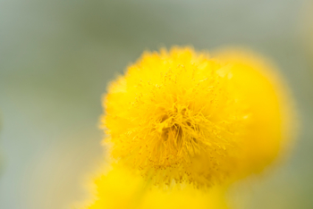 Mihingo Lodge: Blütenflausch