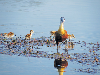 Moanachira Flood Plains: Blaustirn-Blatthühnchen