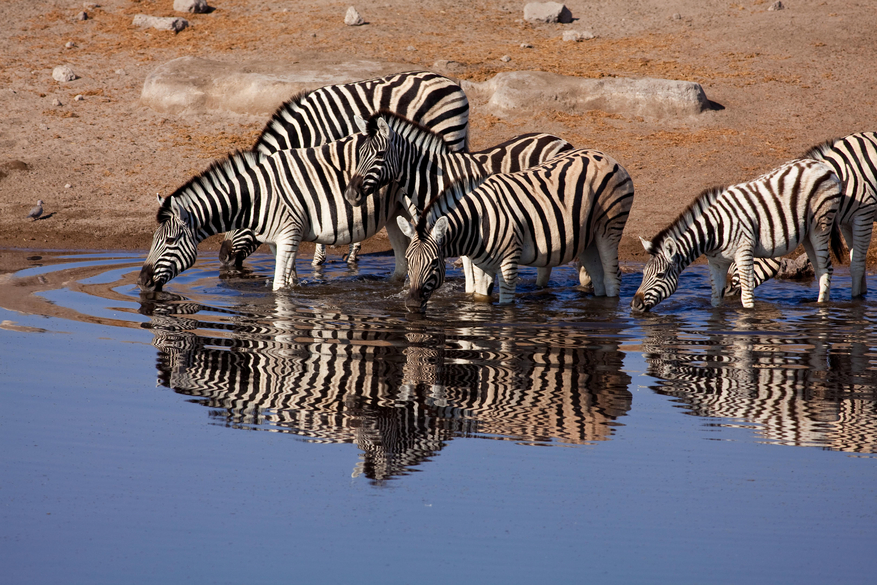 Mokuti Etosha Lodge