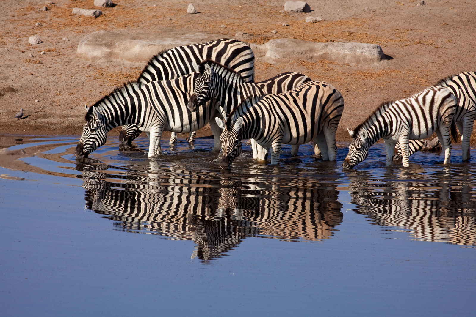 Mokuti Etosha Lodge Mokuti Etosha Lodge: Zebras
