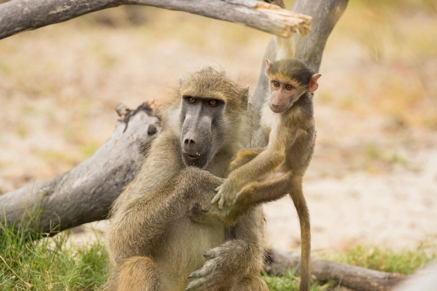 Moremi Game Reserve